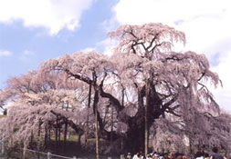 三春の滝桜 写真